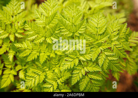 Poison hemlock fogliame. (Conium maculatum). Foto Stock