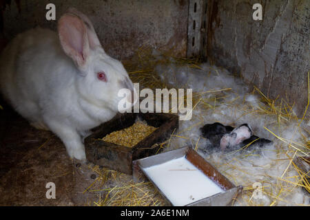 Una madre coniglio con la sua lettiera di conigli di bambino. Foto Stock