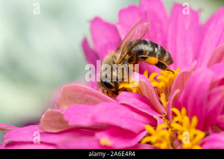 Ape di miele europea (lat. Apis mellifera), o Western Honey Bee, è la più comune delle 7–12 specie di api mellifere in tutto il mondo. Foto Stock