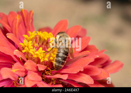 Ape di miele europea (lat. Apis mellifera), o Western Honey Bee, è la più comune delle 7–12 specie di api mellifere in tutto il mondo. Foto Stock