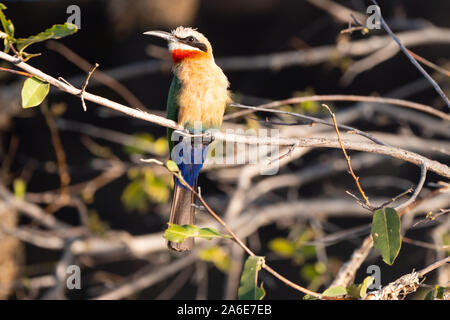 African Bee Eater Bird seduto su un ramoscello al fiume Okawango, Namibia, Africa Foto Stock