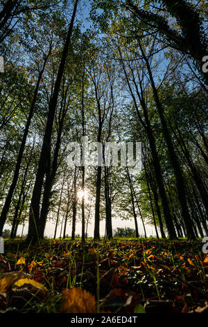 Vista del sottobosco di un boschetto di pioppo in autunno al tramonto Foto Stock