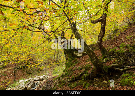 Bosco in autunno con nodose treetrunks con foglie colorate in background, riserva naturale Camosciara, Abruzzo, Italia Foto Stock