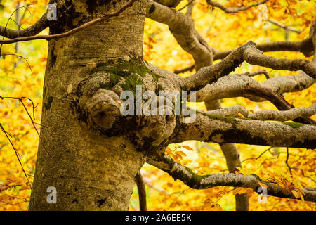 Nodose Treetrunk con abbondanza di rami in un bosco su un giorno dorate in autunno Camosciara, Abruzzo, Italia Foto Stock