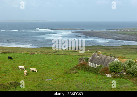 Bestiame al pascolo sono accanto a un tradizionale Irish cottage vicino a Doolin nella contea di Clare, Repubblica di Irlanda. Foto Stock