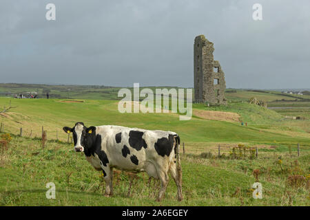 Una mucca è pascolando nella parte anteriore di un rudere vicino Lahinch, County Clare, Repubblica di Irlanda. Foto Stock