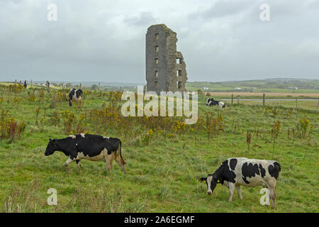 Vacche che pascolano nella parte anteriore di un rudere vicino Lahinch, County Clare, Repubblica di Irlanda. Foto Stock