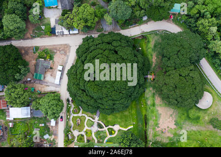 Vista aerea Samanea Saman o albero di pioggia il più grande albero più di cento anni a Kanchanaburi Foto Stock