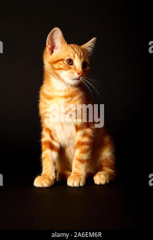 Lo zenzero sgombri tabby cat isolata su uno sfondo nero Foto Stock