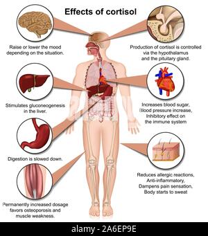 Effetti del cortisolo sul corpo umano 3d medical illustrazione vettoriale isolati su sfondo bianco Illustrazione Vettoriale