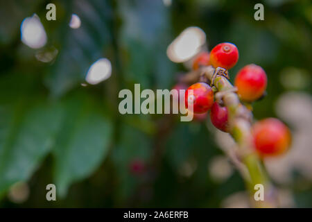 Carni rosse bacche di caffè fagioli sfondo. arabica bacche di caffè in organico piantagione di caffè. Foto Stock