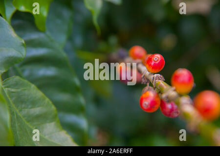Carni rosse bacche di caffè fagioli sfondo. arabica bacche di caffè in organico piantagione di caffè. Foto Stock