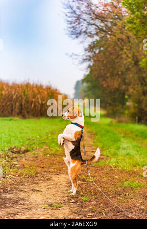Divertenti cane beagle in piedi su due zampe osservando i dintorni. Cane in ambiente rurale Foto Stock