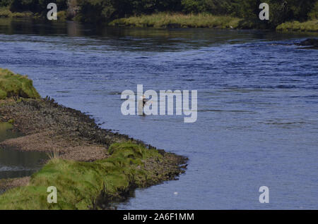 Pescatore a mosca nel fiume Oykel a Kyle di Sutherland Bagno a Ripoli Sutherland Scotland Regno Unito Foto Stock