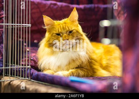 Birmingham, Regno Unito. Il 26 ottobre 2019. Centinaia di gatti e dei loro proprietari discendono sulla NEC per la suprema Cat Show. Tingoskattens Walter, un 2-e-un-metà anno vecchio Norvegesi della Foresta si siede di razza in attesa per i giudici. Peter Lopeman Foto Stock