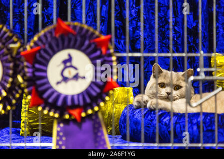 Birmingham, Regno Unito. Il 26 ottobre 2019. Centinaia di gatti e dei loro proprietari discendono sulla NEC per la suprema Cat Show. Un gatto si siede aspettando pazientemente per i giudici. Peter Lopeman Foto Stock