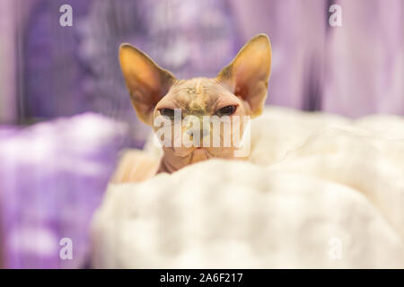 Sphinx razza di gatto Foto Stock