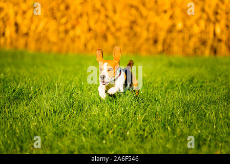 Cane, di pura razza beagle di salto e in esecuzione come un matto attraverso la rugiada di mattina nella luce del sole autunnale. Canine rapida azione shoot, eseguire verso la telecamera. Foto Stock