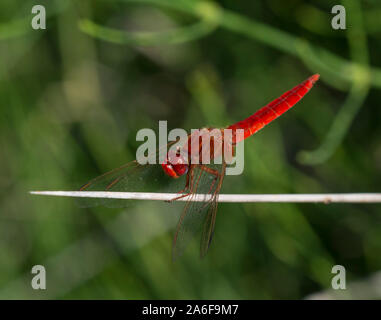 Maschio a forma di libellula scarlatta (Crocothemis erythraea) su un gambo rush, Milos, Cicladi, Grecia. Foto Stock