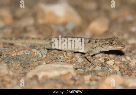 Kotschy's Gecko (Mediodactylus kotschyi) sull'isola greca di Milos, Cicladi, Grecia. Foto Stock