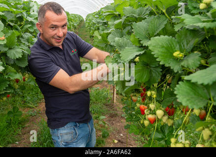 Raccoglitori di frutta in una fattoria nel Kent, Inghilterra nel maggio 2018.L'industria di frutta è in difficoltà a causa della mancanza di selettori di migranti sono in grado di assumere da Europa orientale come la Romania e la Bulgaria come un risultato di Brexit paura. Foto Stock