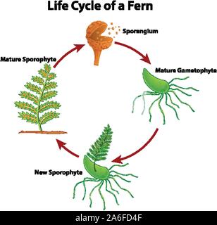 Diagramma del ciclo di vita di fern illustrazione Illustrazione Vettoriale