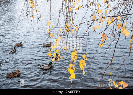Foglie di giallo su rami di betulla oltre il laghetto con le anatre sui giorni di autunno Foto Stock
