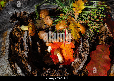 Raccolti commestibili selvatici funghi oleoso giacente sul moncone nella foresta. Vista superiore Foto Stock