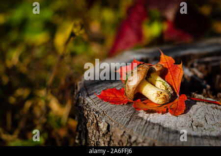 Appena raccolta funghi oleoso in bosco selvatico giacente sul moncone con colorate Foglie di autunno. Cibo vegetariano. Spazio di copia, il fuoco selettivo. Foto Stock