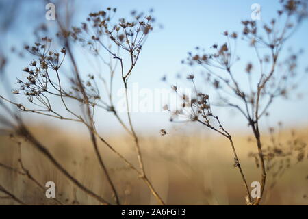 Erba secca in autunno campo sfocata a sunny tramonto. Foto Stock