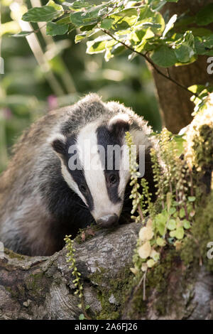 Wild Badger in boschiva. Foto Stock