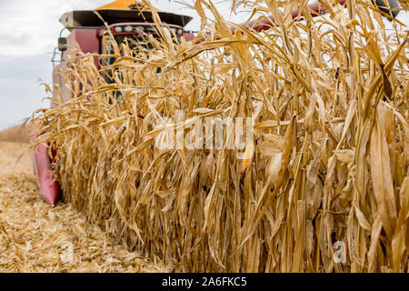 Spiga del granoturco con kernel giallo appeso sul cornstalk come approcci della mietitrebbia durante la mietitura cornfield. Stagione di raccolto su un Nuvoloso Giorno di caduta Foto Stock