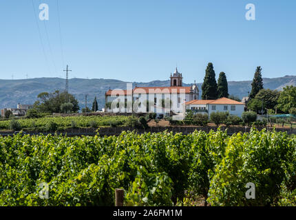 Mateus chiesa torre nascosta dietro vitigni nel vigneto in Vila Real in Portogallo Foto Stock