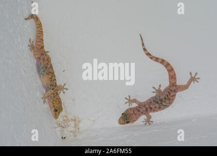 2 Bagno turco Gechi (Hemidactylus turcicus) su una parete sull'isola greca di Ios. Foto Stock