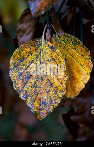 Due giallo, arancio faggio colorato lascia nella parte anteriore di marroni Foto Stock