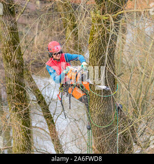 Treeworker facendo suo faticoso e impegnativo lavoro Foto Stock