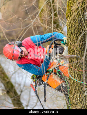 Treeworker facendo suo faticoso e impegnativo lavoro Foto Stock