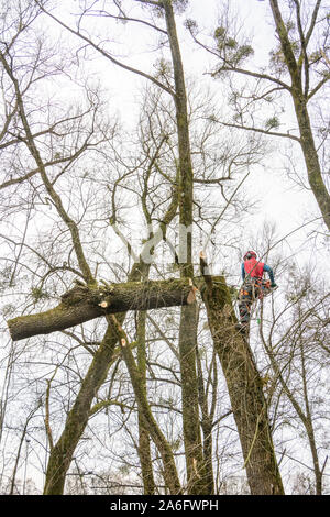 Treeworker facendo suo faticoso e impegnativo lavoro Foto Stock