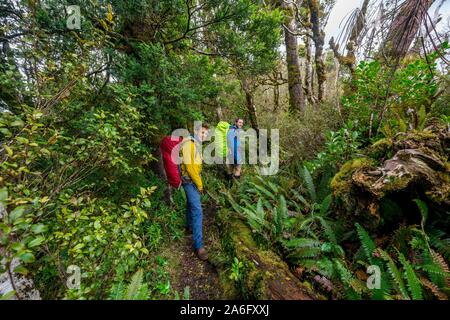 Gli escursionisti sul sentiero escursionistico attraverso la foresta pluviale, moss alberi coperti, Pouakai circuito, Egmont National Park, Taranaki, Isola del nord, Nuova Zelanda Foto Stock