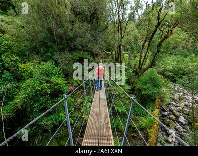 Escursionista sul ponte di sospensione nella foresta, Pouakai circuito, Egmont National Park, Taranaki, Isola del nord, Nuova Zelanda Foto Stock