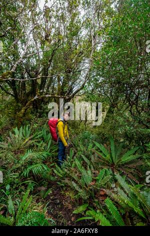 Escursionista sul sentiero escursionistico attraverso la foresta pluviale, moss alberi coperti, Pouakai circuito, Egmont National Park, Taranaki, Isola del nord, Nuova Zelanda Foto Stock