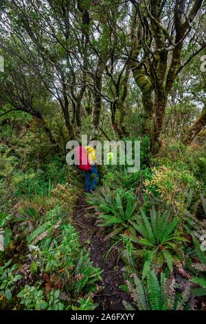 Gli escursionisti sul sentiero escursionistico attraverso la foresta pluviale, moss alberi coperti, Pouakai circuito, Egmont National Park, Taranaki, Isola del nord, Nuova Zelanda Foto Stock
