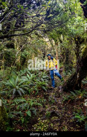 Escursionista sul sentiero escursionistico attraverso la foresta pluviale, Pouakai circuito, Egmont National Park, Taranaki, Isola del nord, Nuova Zelanda Foto Stock