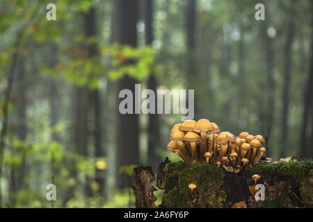 Verde-lasciava in teste di zolfo (Hypholoma fasciculare) su deadwood nella foresta autunnale, Germania Foto Stock