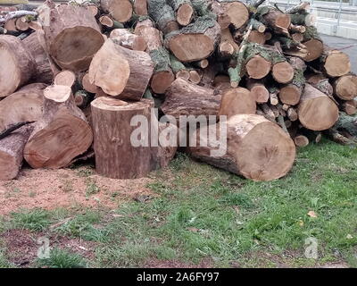 Varie albero e rami di un abbattuto quercia Foto Stock