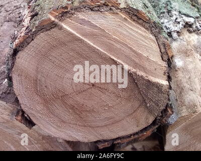 Vista di una quercia abbattuto, Sezione di tronco con anelli annuali Foto Stock