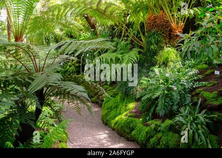 Fern Tree House, serre nel Giardino Botanico Munich-Nymphenburg, Monaco di Baviera, Baviera, Baviera, Germania Foto Stock