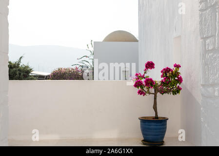 Foto di bellissimi fiori di bouganville con colori incredibili nel vaso di fiori mediterranei in Turchia Foto Stock