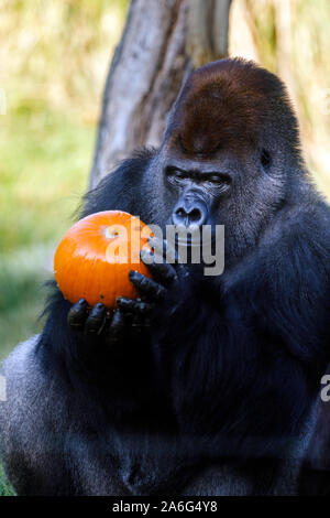 Londra, Regno Unito. Il 26 ottobre 2019. Kumbuka, impressionante silverback maschio in ZSL London Zoo gruppo di specie gravemente minacciate di occidentale-pianura gorilla muore, 25 ottobre 2019.fotografato qui, esattamente un anno fa, il 25 ottobre 2018, godendo di un trattamento di Halloween di una zucca gigante scolpito come Donald Trump. Kumbuka fatto notizia nel 2016 quando ha notoriamente sfuggiti al suo involucro, brevemente ad esplorare la zona zookeeper accanto alla sua tana, dove ha aperto e bevuto cinque litri di ribes nero non diluito squash. Generò una bambina, Alika, la sua prima figlia con mate Mjukuu nel 2014 e un maschio, Ger Foto Stock