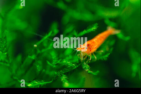 Grande incendio rosso ciliegia o dwarf gamberi con sfondo verde in acqua dolce Acquario serbatoio Foto Stock